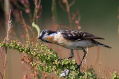 Braunkehlchen, Saxicola rubetra (2)
