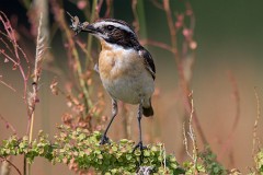 Braunkehlchen, Saxicola rubetra (3)