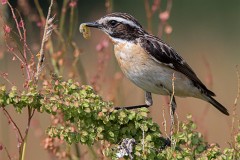 Braunkehlchen, Saxicola rubetra (4)