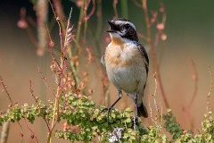 Braunkehlchen, Saxicola rubetra (5)