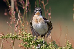 Braunkehlchen, Saxicola rubetra (6)