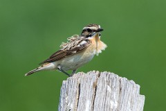 Braunkehlchen, Saxicola rubetra (7)