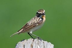 Braunkehlchen, Saxicola rubetra (8)