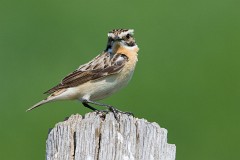 Braunkehlchen, Saxicola rubetra (9)