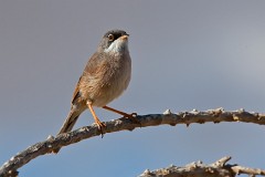 Brillengrasmücke, Sylvia conspicillata