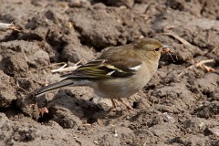 Buchfink, Fringilla coelebs (1)