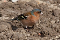 Buchfink, Fringilla coelebs (10)