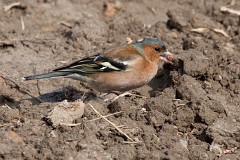 Buchfink, Fringilla coelebs (11)