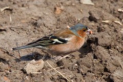 Buchfink, Fringilla coelebs (12)