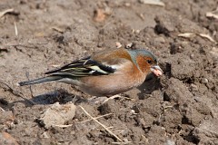 Buchfink, Fringilla coelebs (13)