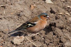 Buchfink, Fringilla coelebs (14)