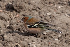 Buchfink, Fringilla coelebs (15)