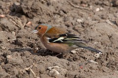 Buchfink, Fringilla coelebs (16)