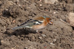 Buchfink, Fringilla coelebs (17)