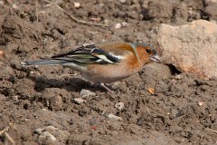 Buchfink, Fringilla coelebs (18)