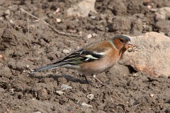 Buchfink, Fringilla coelebs (19)
