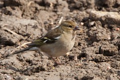 Buchfink, Fringilla coelebs (2)