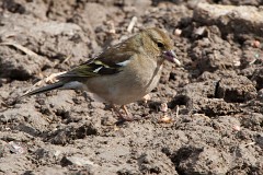 Buchfink, Fringilla coelebs (3)