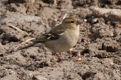 Buchfink, Fringilla coelebs (4)