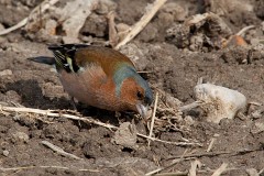 Buchfink, Fringilla coelebs (5)
