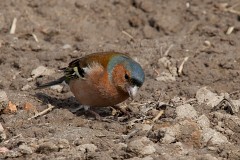 Buchfink, Fringilla coelebs (6)