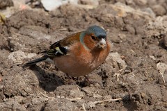 Buchfink, Fringilla coelebs (7)