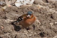 Buchfink, Fringilla coelebs (8)