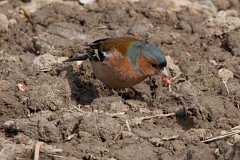 Buchfink, Fringilla coelebs (9)