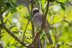 Dorngrasmücke, Sylvia communis (1)