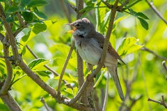 Dorngrasmücke, Sylvia communis (2)