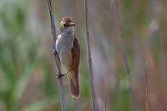 Drosselrohrsänger, Acrocephalus arundinaceus (1)