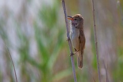 Drosselrohrsänger, Acrocephalus arundinaceus (3)