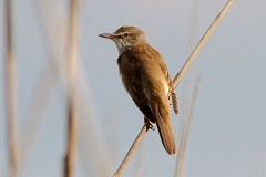 Drosselrohrsänger, Acrocephalus arundinaceus (4)