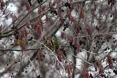 Erlenzeisig, Carduelis spinus (1)