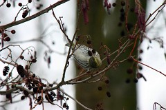 Erlenzeisig, Carduelis spinus (2)