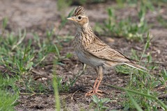 Feldlerche, Alauda arvensis (1)