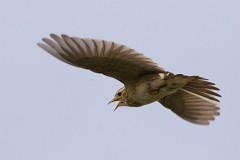 Feldlerche, Alauda arvensis (10)