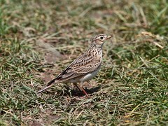 Feldlerche, Alauda arvensis (11)