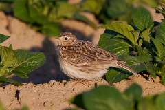 Feldlerche, Alauda arvensis (2)