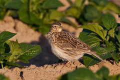 Feldlerche, Alauda arvensis (3)