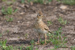 Feldlerche, Alauda arvensis (4)