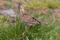 Feldlerche, Alauda arvensis (5)