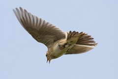 Feldlerche, Alauda arvensis (6)