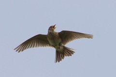 Feldlerche, Alauda arvensis (8)