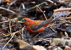 Fichtenkreuzschnabel, Loxia curvirostra (2)