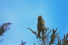 Fichtenkreuzschnabel, Loxia curvirostra (3)