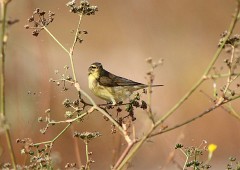 Fitis, Phylloscopus trochillus (1)