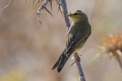 Fitis, Phylloscopus trochillus (2)