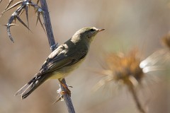 Fitis, Phylloscopus trochillus (3)