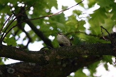 Gartenbaumläufer, Certhia brachydactyla (1)